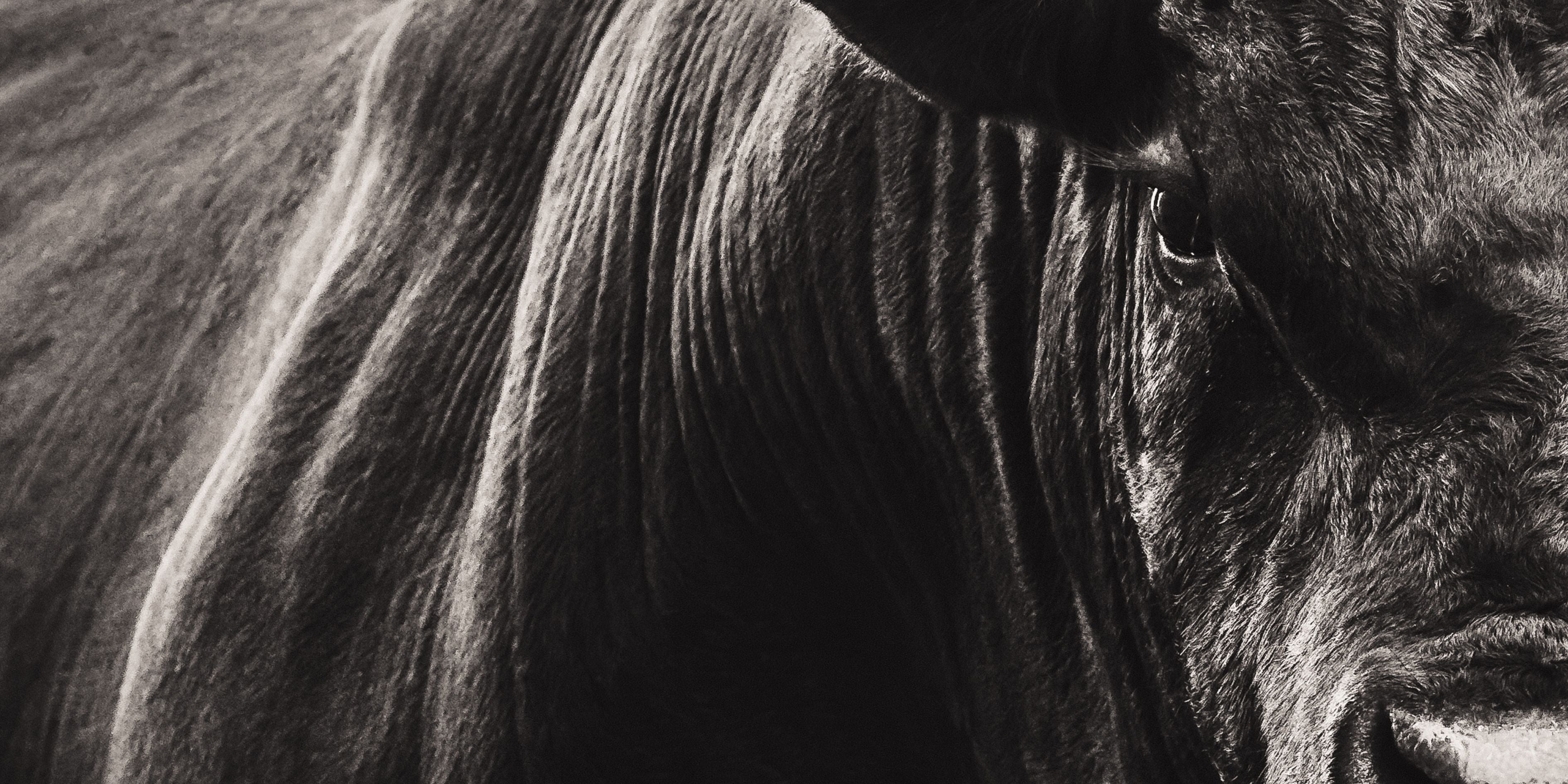 Close-up of a zebra's face in black and white