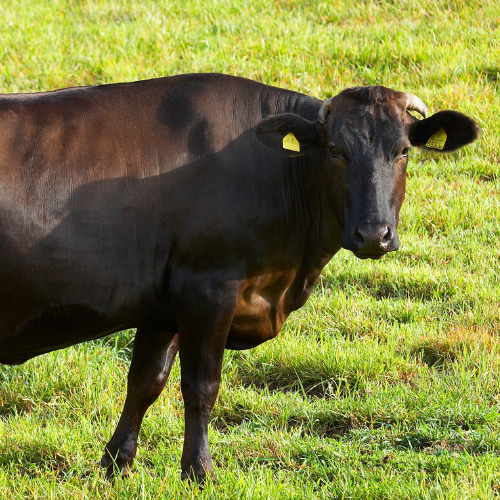 Brown Wagyu cow standing in a grassy field